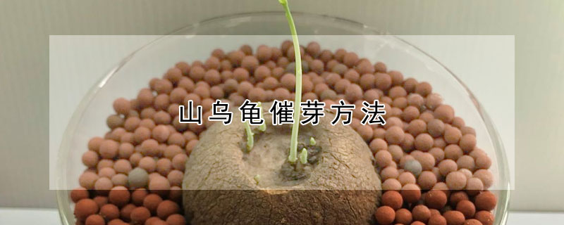 山烏龜催芽方法