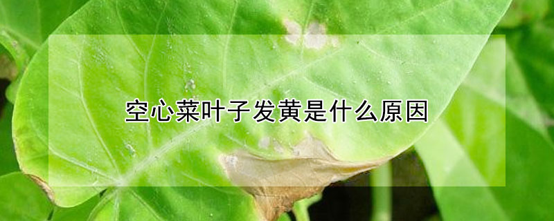 空心菜葉子發(fā)黃是什么原因