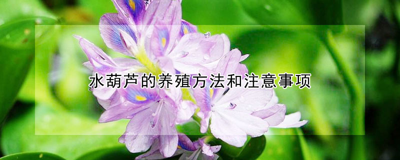 水葫蘆的養(yǎng)殖方法和注意事項(xiàng)