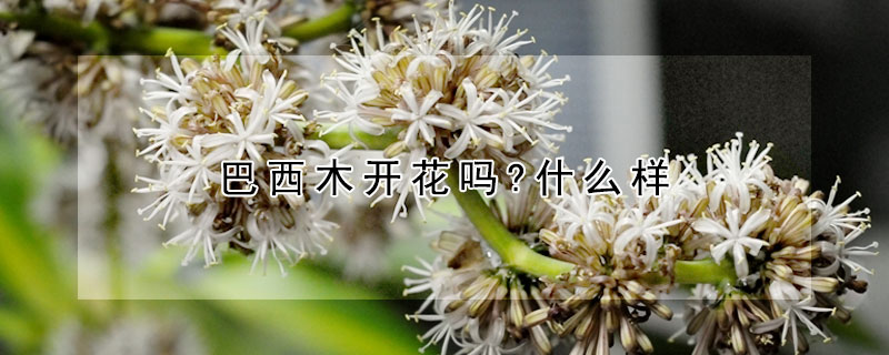 巴西木開花嗎?什么樣