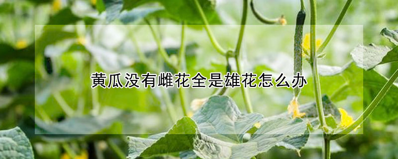 黃瓜沒有雌花全是雄花怎么辦