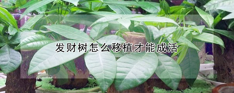 發(fā)財樹怎么移植才能成活