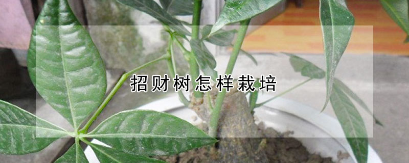 招財樹怎樣栽培