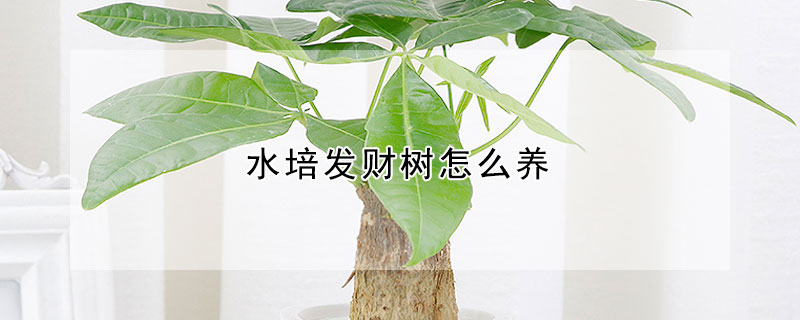 水培發(fā)財樹怎么養(yǎng)