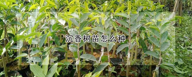 沉香樹苗怎么種