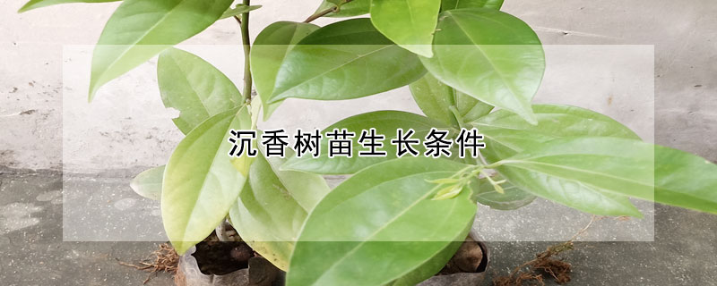 沉香樹苗生長(zhǎng)條件