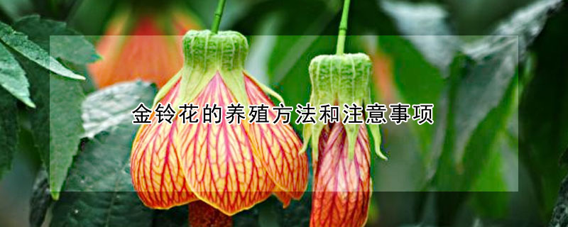 金鈴花的養(yǎng)殖方法和注意事項(xiàng)