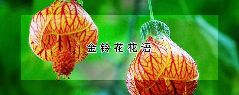 金鈴花花語