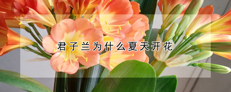 君子蘭為什么夏天開花