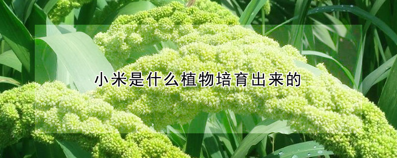 小米是什么植物培育出來的