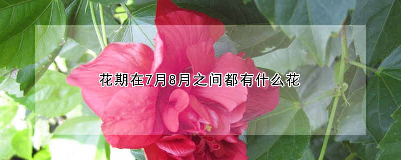 花期在7月8月之間都有什么花