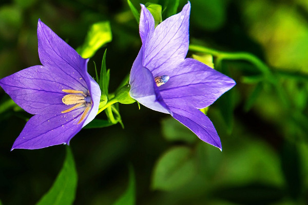 各種花的花語