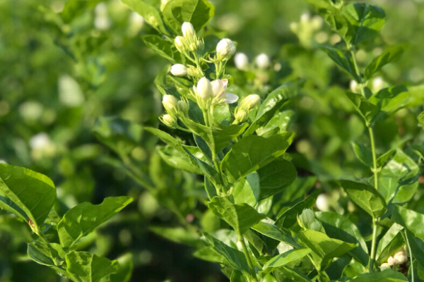 見(jiàn)對(duì)象送什么花好