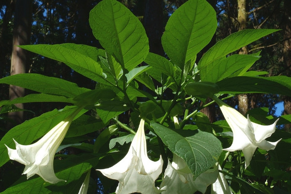 番茄嫁接最好砧木品種 番茄用什么砧木嫁接最好