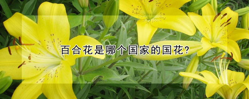 百合花是哪個(gè)國(guó)家的國(guó)花?