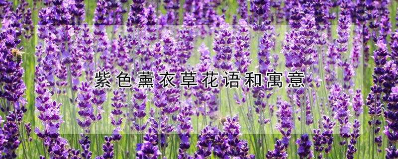 紫色薰衣草花語(yǔ)和寓意