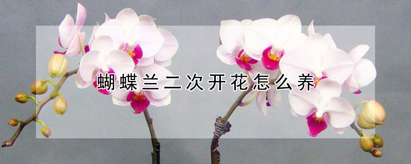 蝴蝶蘭二次開花怎么養(yǎng)