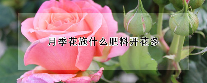 月季花施什么肥料開花多