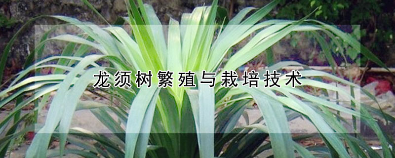 龍須樹繁殖與栽培技術(shù)