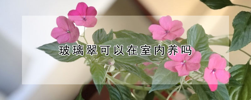 玻璃翠可以在室內養嗎