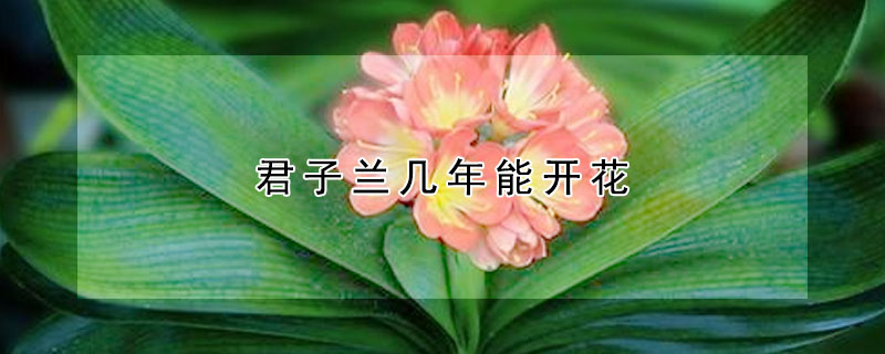 君子蘭幾年能開花