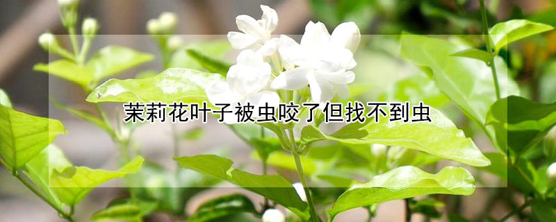 茉莉花葉子被蟲咬了但找不到蟲