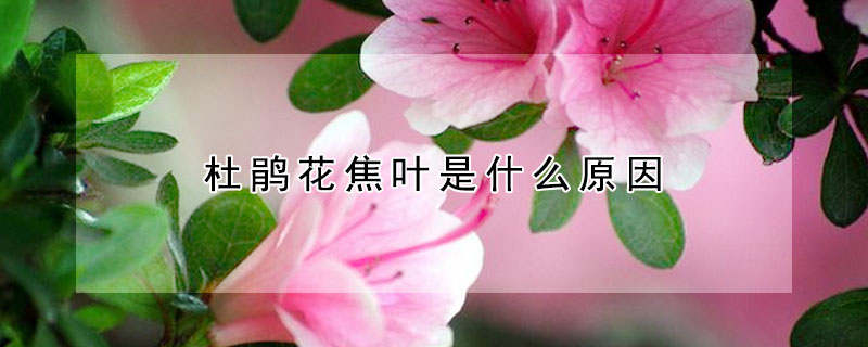 杜鵑花焦葉是什么原因