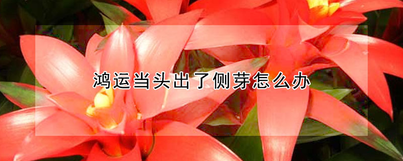 鴻運(yùn)當(dāng)頭出了側(cè)芽怎么辦