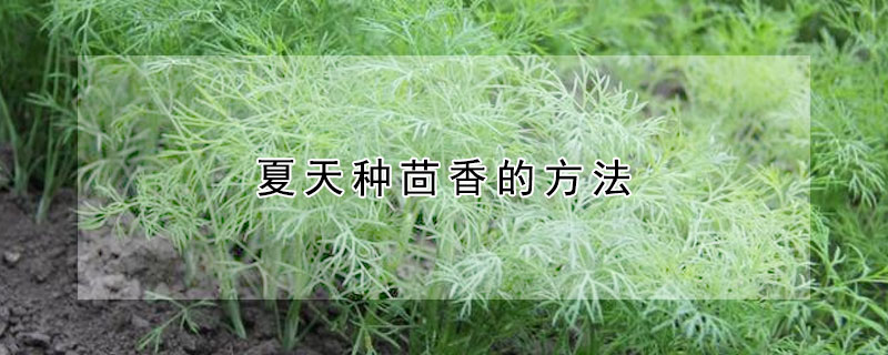 夏天種茴香的方法