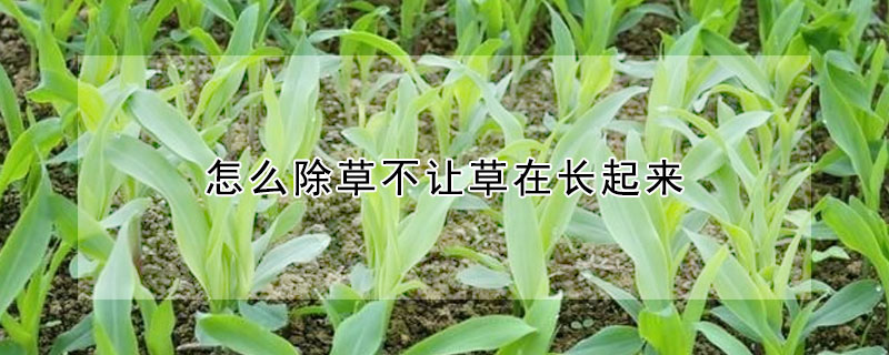 怎么除草不讓草在長起來