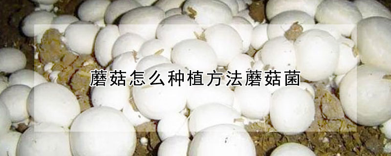 蘑菇怎么種植方法蘑菇菌