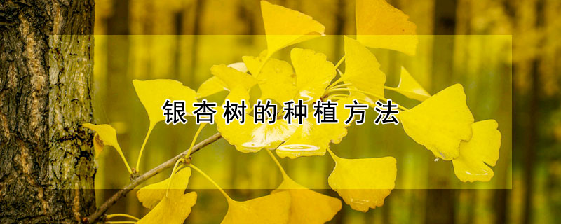 銀杏樹(shù)的種植方法