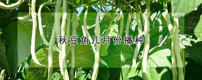 秋豆角幾月份播種