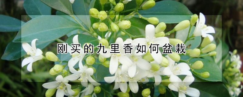 剛買(mǎi)的九里香如何盆栽