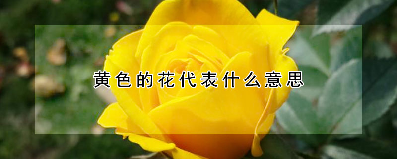 黃色的花代表什么意思