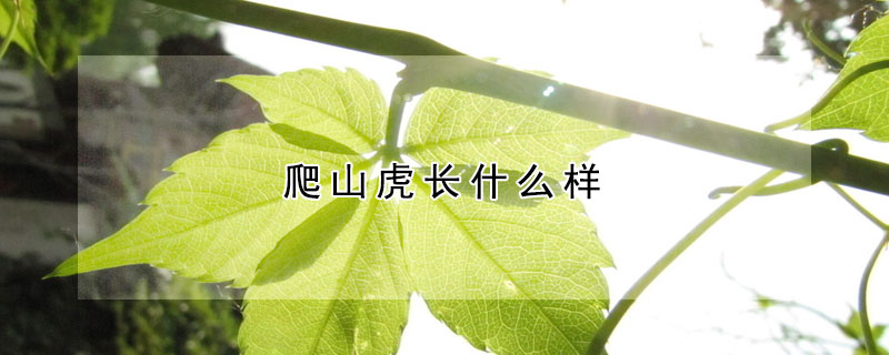 爬山虎長什么樣