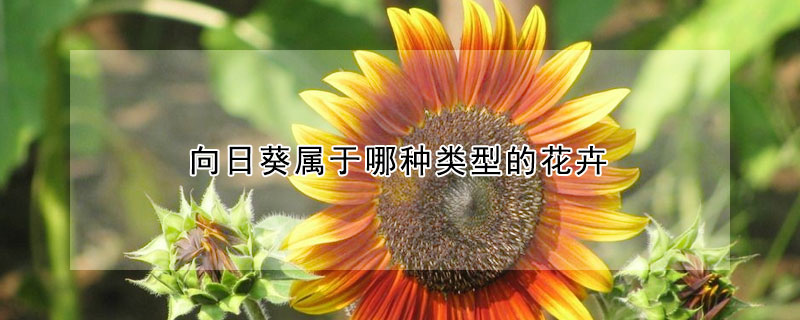 向日葵屬于哪種類型的花卉