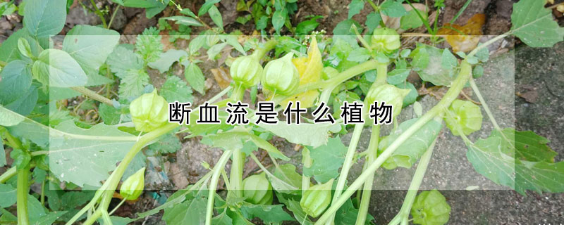 斷血流是什么植物