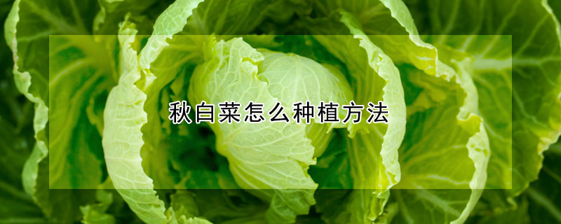 秋白菜怎么種植方法