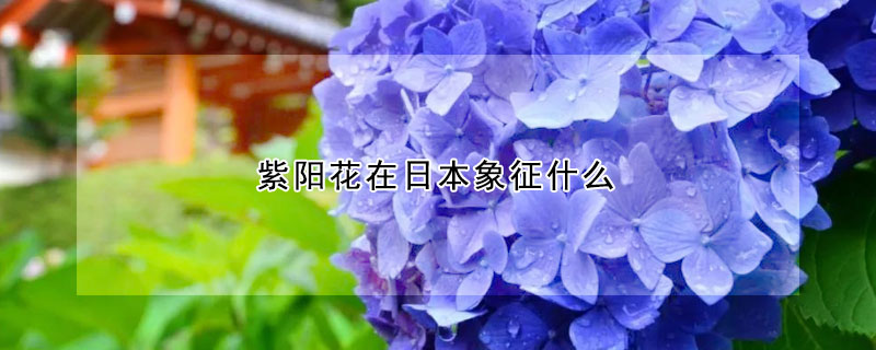 紫陽花在日本象征什么