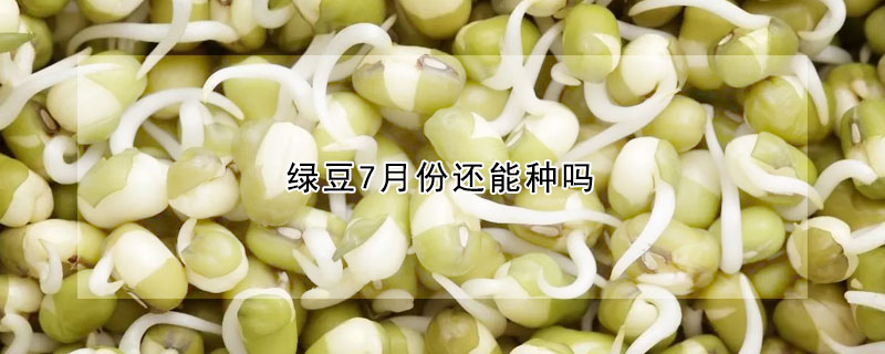 綠豆7月份還能種嗎