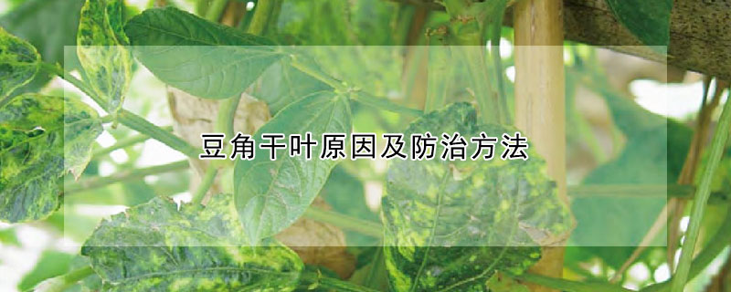 豆角干葉原因及防治方法