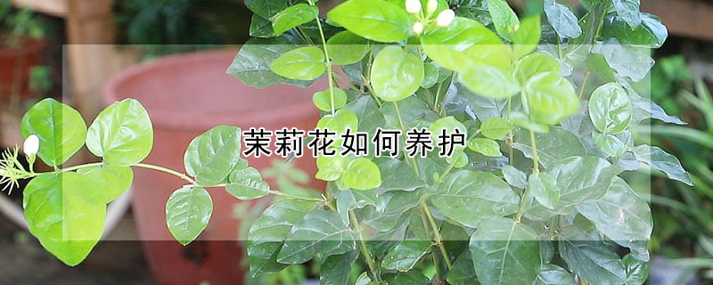 茉莉花如何養(yǎng)護(hù)