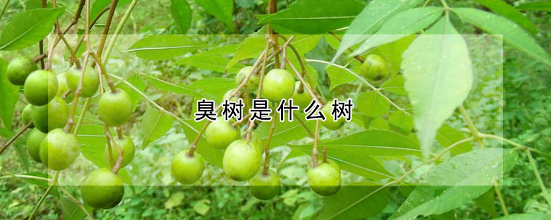 臭樹是什么樹