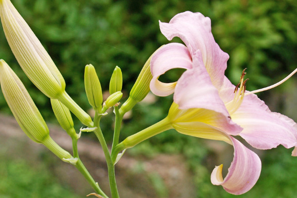 最好養(yǎng)的花 家庭易養(yǎng)活的花卉