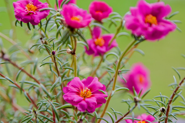 最好養(yǎng)的花 家庭易養(yǎng)活的花卉