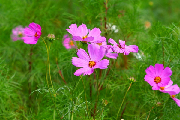 最好養(yǎng)的花 家庭易養(yǎng)活的花卉