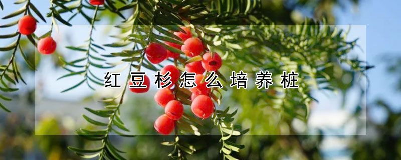 紅豆杉怎么培養樁