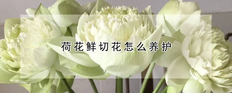 荷花鮮切花怎么養(yǎng)護(hù)