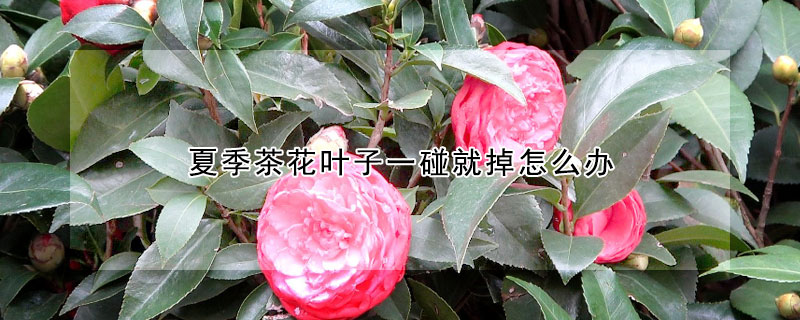 夏季茶花葉子一碰就掉怎么辦